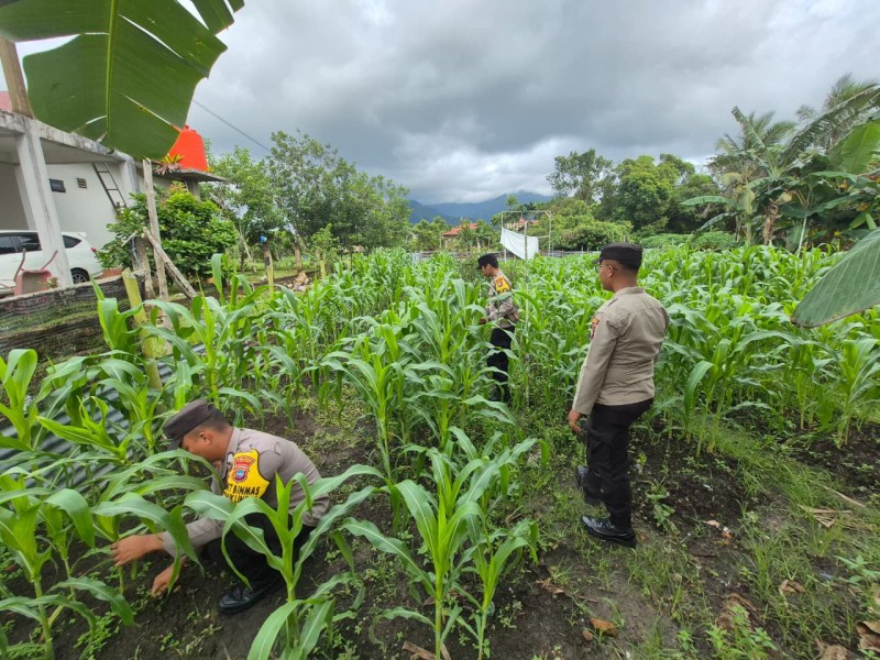 Dukung Ketahanan Pangan Nasional, Polsek Daik Lingga Gerakkan Warga Tanam Jagung Serentak.