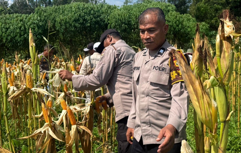 Dukung Swasembada Pangan, Polsek Lirik Panen Kuartal II Jagung Pipil Milik PT Pertamina EP Lirik
