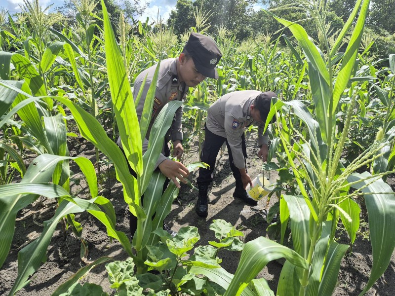Polsek Daik Lingga Rawat Lahan Jagung 5.000 m², Dukung Program Pangan Merah Putih.