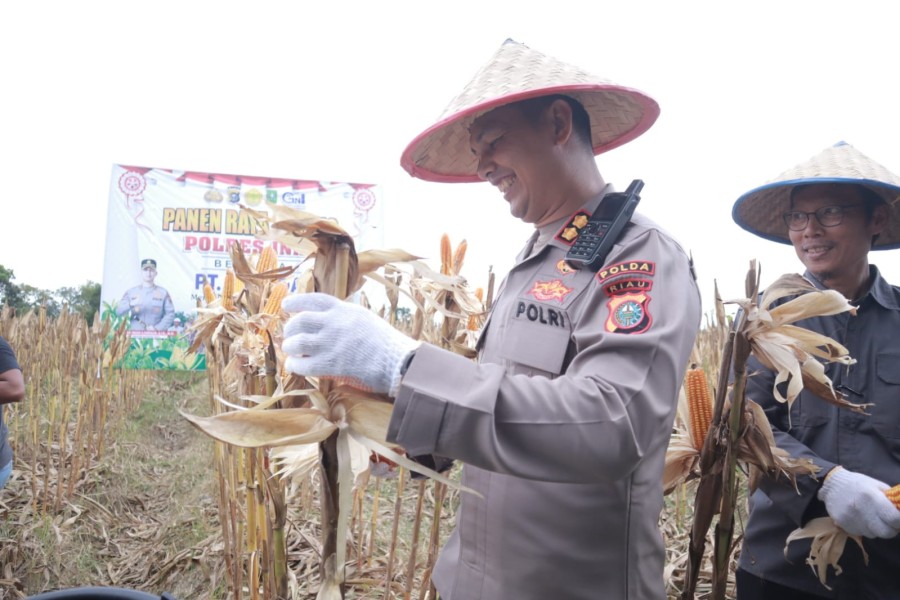 Panen Raya Jagung Polres Inhu Bersama Perusahaan, Petani Bahagia