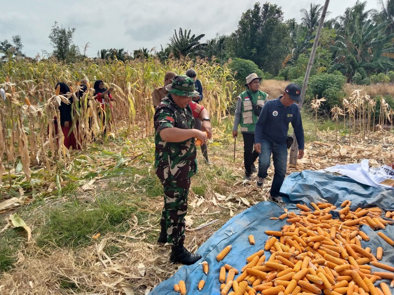 Dukung Swasembada Pangan,Babinsa Koramil 06/Kateman Hadiri Panen Jagung di Sungai Teritip