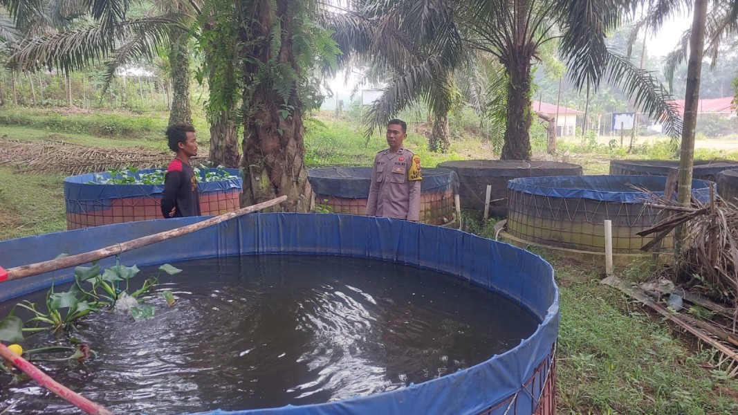 Budidaya 10 Ribu Lele di BUMDes Rejosari, Bukti Nyata Ketahanan Pangan Polsek Lirik