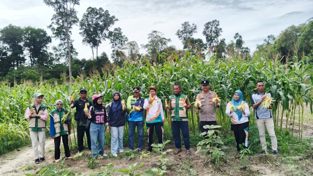 Bhabinkamtibmas Desa Mepar Dampingi Panen Jagung Pipil Bumdes, Wujud Dukungan Swasembada Pangan.