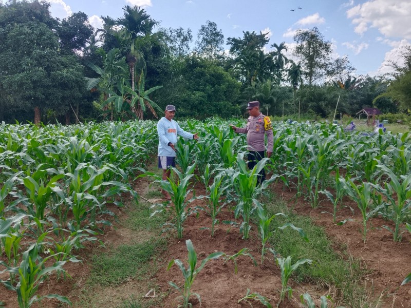 Dukung Ketahanan Pangan, Polsek Kuala Cenaku Sambangi Petani Jagung Manis di Desa Tanjung Sari
