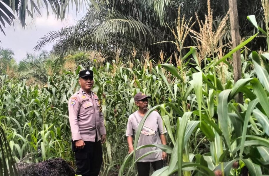 Polsek Kuala Cenaku Intensifkan Pendampingan Jagung Pipil di Desa Sukajadi