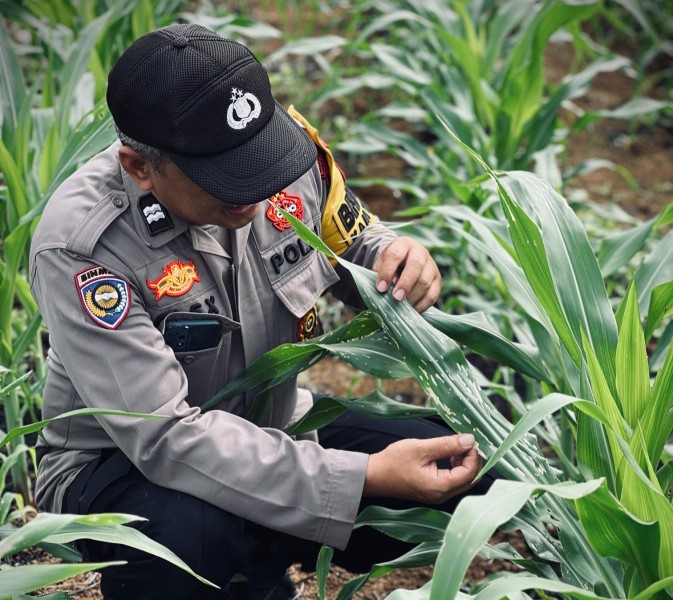 Polsek Lirik Terus Pantau Lahan Binaan Kelompok Tani Berkah Tani