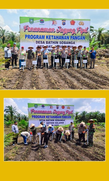 Dukung Program 100 Hari Asta Cita Presiden Republik Indonesia, Polsek Mandau Melaksanakan Penanaman Jagung Seluas 1 Juta Ha