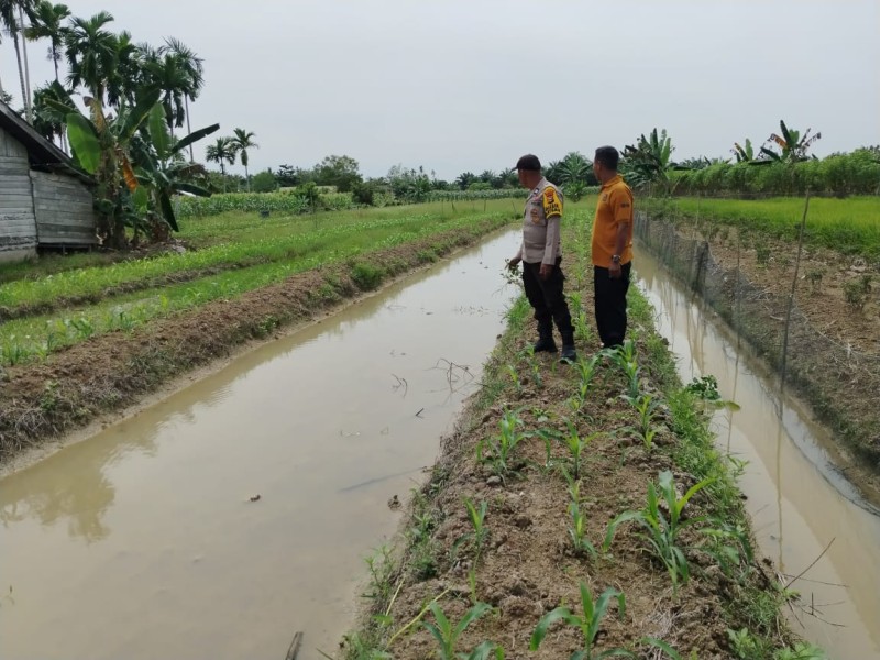 Monitoring Jagung Pipil 28 HST, Bukti Nyata Polsek Kuala Cenaku Dukung Ketahanan Pangan