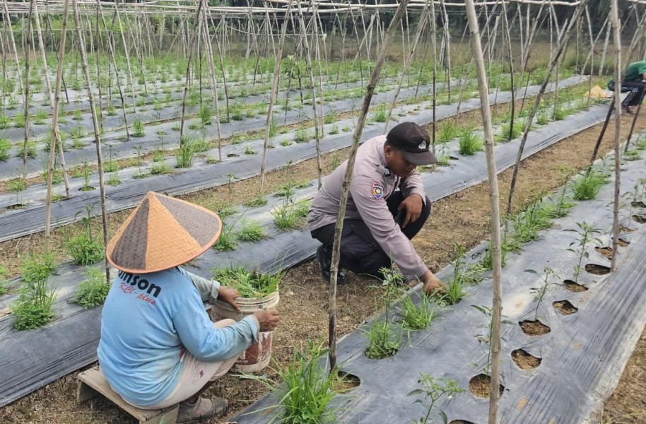 Bhabinkamtibmas Kuala Cenaku Sambangi Petani Cabai di Teluk Sungkai