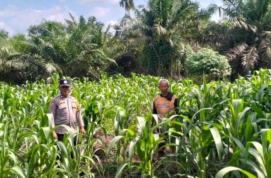 Polsek Kuala Cenaku Ciptakan Lahan Percontohan Jagung Mandiri di Tasik Rumbia 1