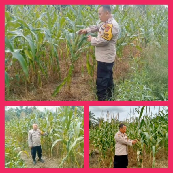 Sukseskan Program 100 Hari Asta Cita Presiden RI, Kapolsek Mandau Pantau Pengelolaan Lahan Penanaman Jagung di Desa Harapan Baru