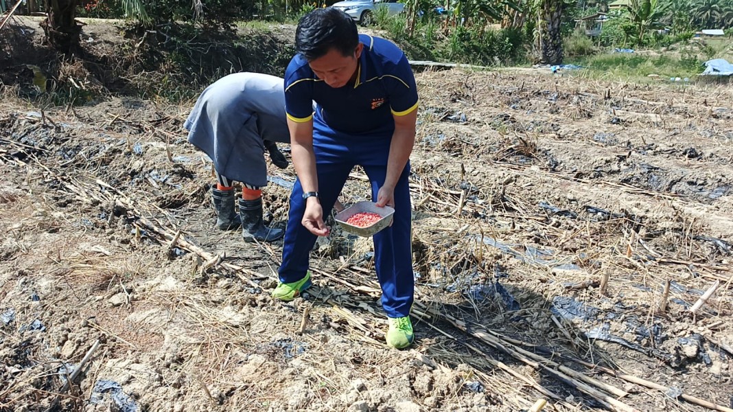 Polres Inhu Tanam Ulang dan Cek Jagung Pipil di Dua Wilayah Inhu