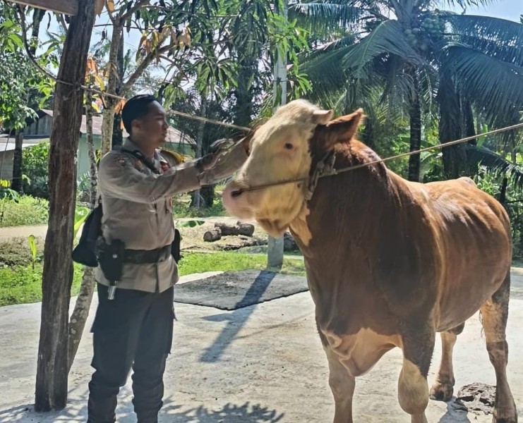 Sapi Milik Bhabinkamtibmas Terpilih Jadi Hewan Kurban Presiden Prabowo di Indragiri Hulu