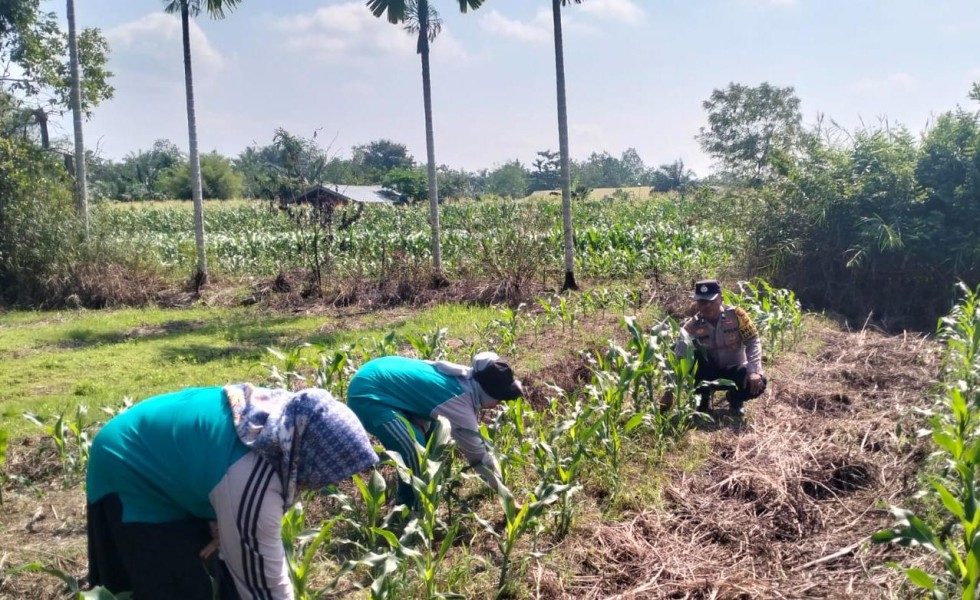 Bhabinkamtibmas Polsek Kuala Cenaku Sambangi Petani Jagung Manis di Teluk Keladi, Dukung Ketahanan Pangan Nasional