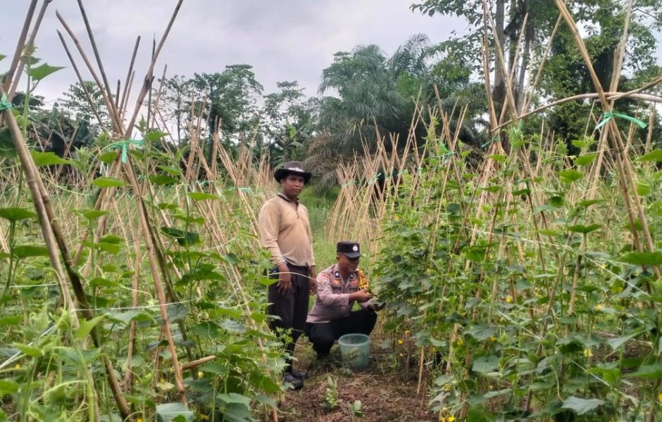 Dukung Ketahanan Pangan, Bhabinkamtibmas Polsek Kuala Cenaku Sambangi Petani Timun di Pulau Kemudi
