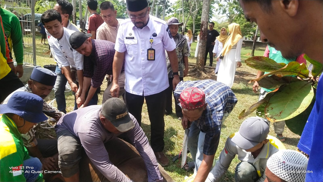 DLH Rohil Laksanakan Penyembelihan Hewan Kurban Idul Adha 1445 H Sebanyak 7 Ekor