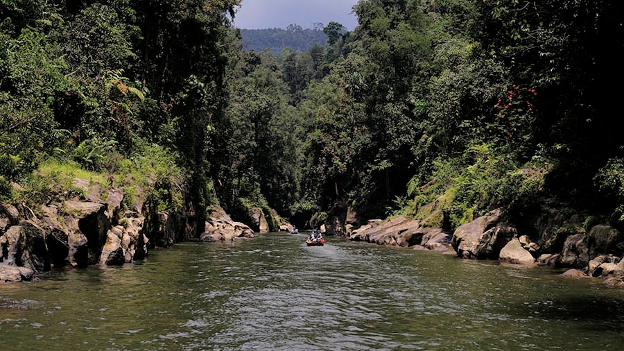 Luasan Perhutanan Sosial di Riau Sudah Capai 162 Ribu Hektare