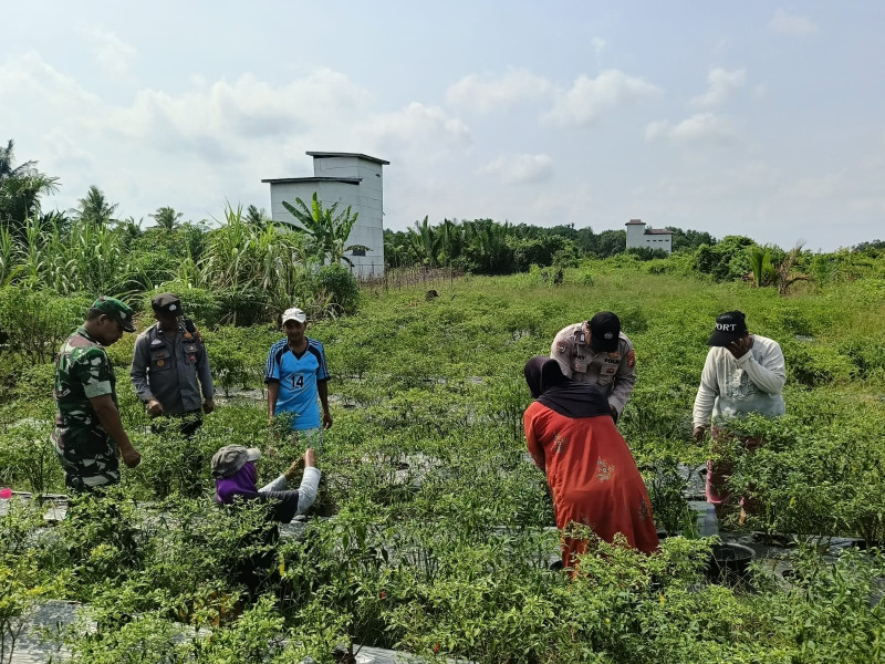 Sambangi Petani Cabe, Polisi dan TNI Kuala Kampar Sampaikan Pesan Kamtibmas