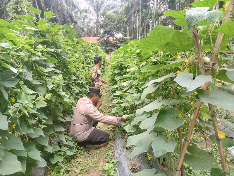 Polsek Kuala Cenaku Ajak Warga Teluk Sungkai Manfaatkan Lahan untuk Tanaman Produktif