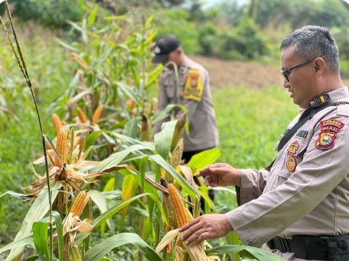 Polsek Lirik Dampingi Petani Jagung di Desa Lirik Area, Dukung Program Ketahanan Pangan Nasional