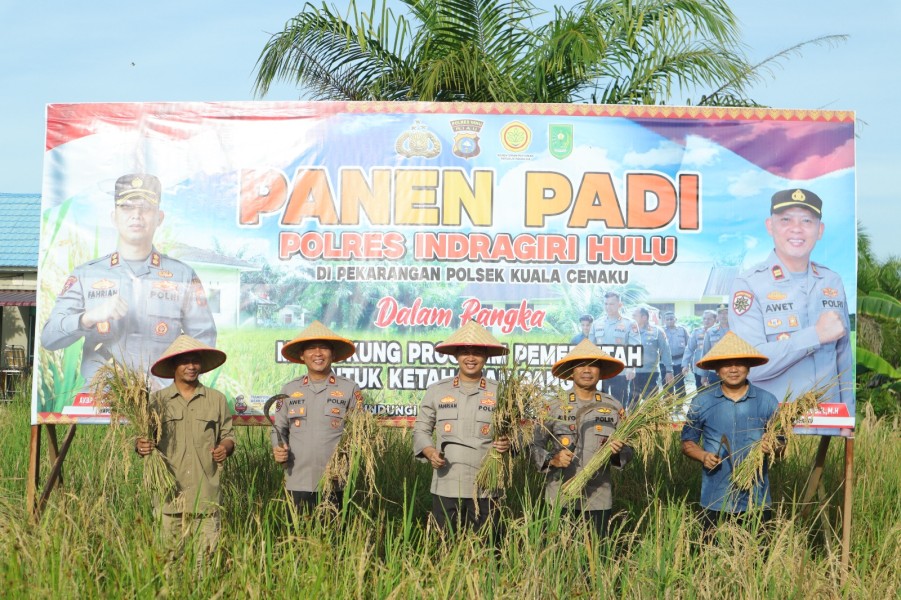 Padi di Pekarangan Polsek Kuala Cenaku Telah Menguning, Kapolres Inhu Lakukan Panen