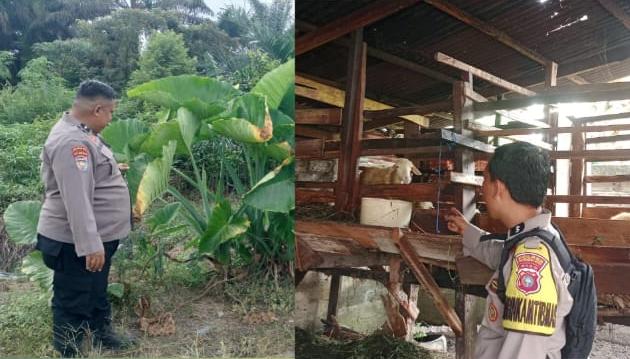 Polisi Cinta Petani, Polres Inhu Perkuat Ketahanan Pangan dari Sektor Pertanian dan Peternakan