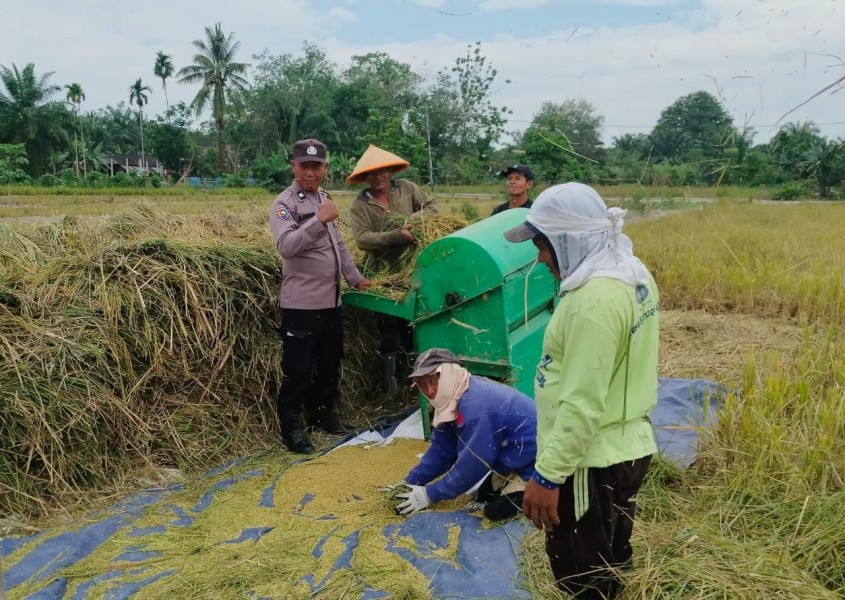 Bhabinkamtibmas Polsek Kuala Cenaku Turun Langsung ke Sawah Bantu Petani Panen Padi di Tanjung Sari