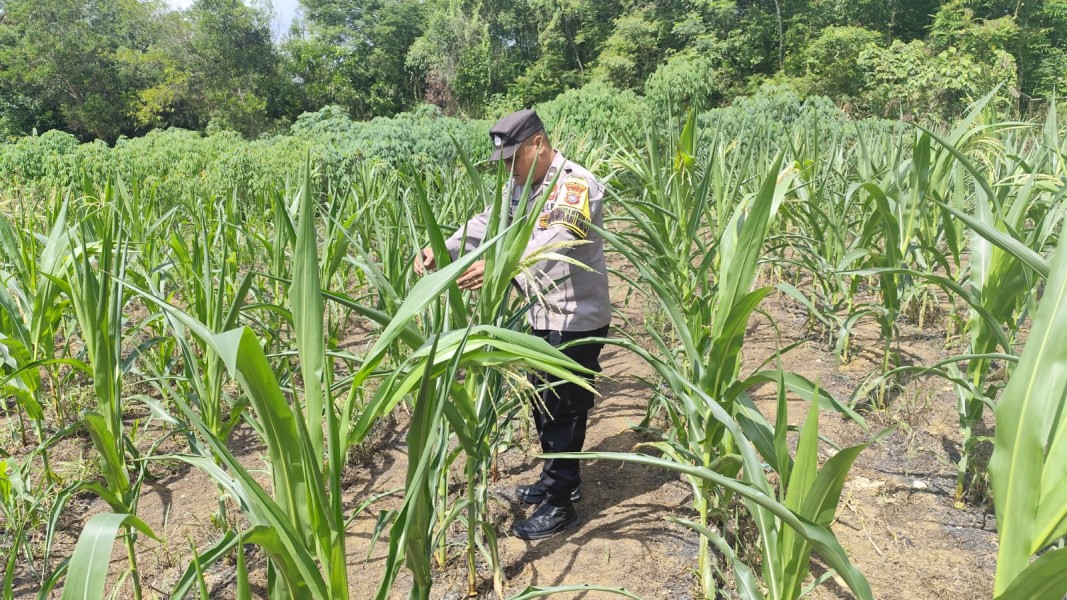 Model Pinjam Pakai Lahan PT Pertamina Sukseskan Jagung Pipil Binaan Polsek Lirik