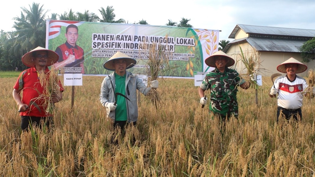 Wujudkan Swasembada Pangan, Pj Bupati Inhil Tanam dan Panen Padi Bibit Unggul