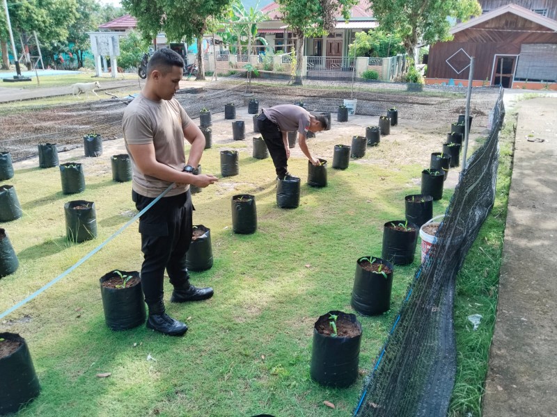 Inovatif Polsek Senayang Manfaatkan Lahan Sempit untuk Budidaya Jagung dengan Polybag.