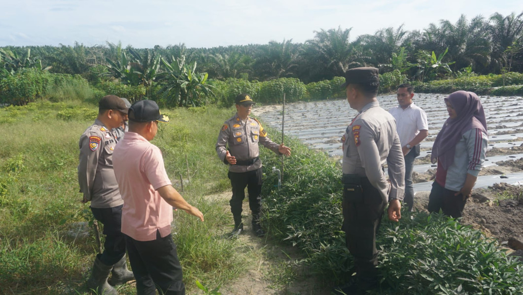 Kapolsek Pangkalan Kuras Tinjau Progres Ketahanan Pangan di Desa dan Sampaikan Pesan Kamtibmas Pasca Pilkada