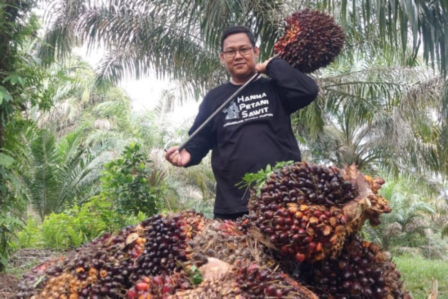 Kabar Gembira untuk Petani Sawit Swadaya Riau, Harga TBS Naik