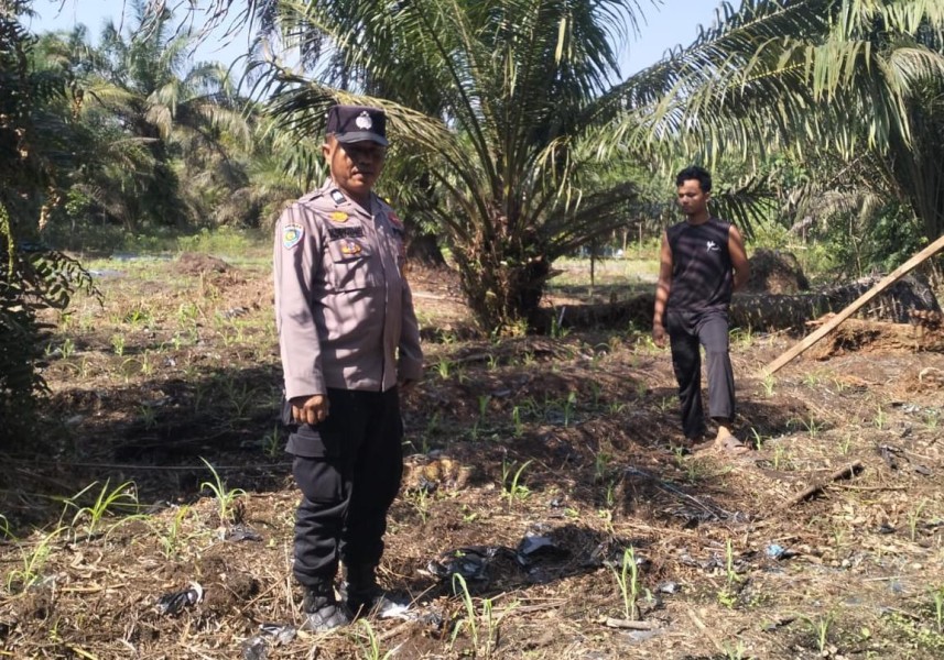 Dukung Ketahanan Pangan, Polsek Kuala Cenaku Pantau Lahan Jagung di Desa Sukajadi