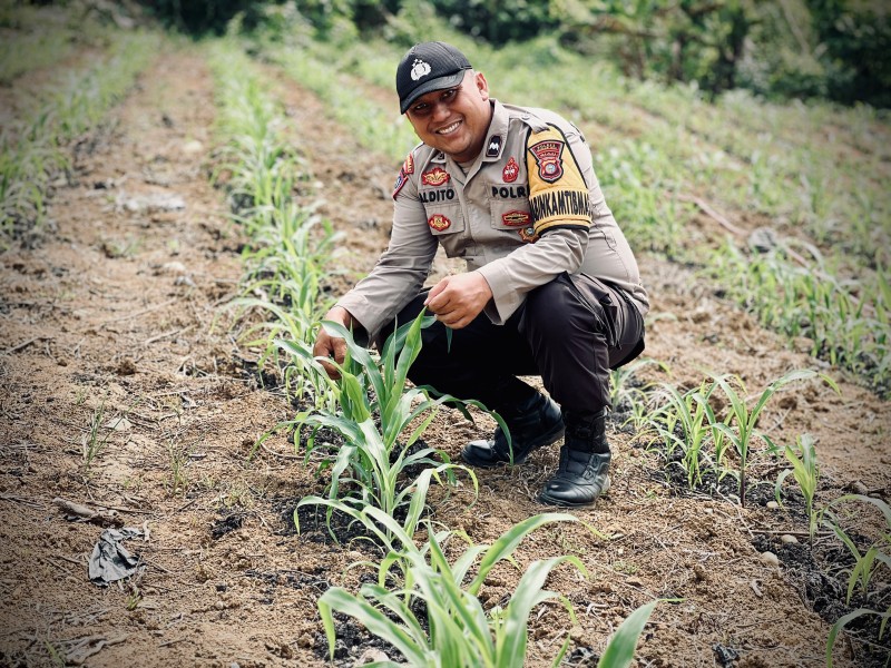 Personel Polsek Lirik Cek Pertumbuhan Jagung Pipil Binaan di Desa Lirik Area