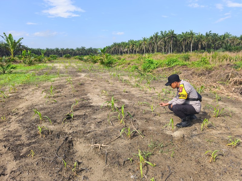 Perkuat Swasembada Pangan, Polres Inhu Lakukan Pengecekan Lahan Jagung Pipil 4 Hektar