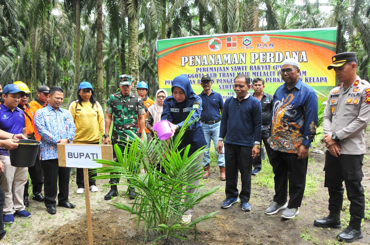 Bupati Rezita Hadiri Tanam Perdana Peremajaan Sawit Rakyat