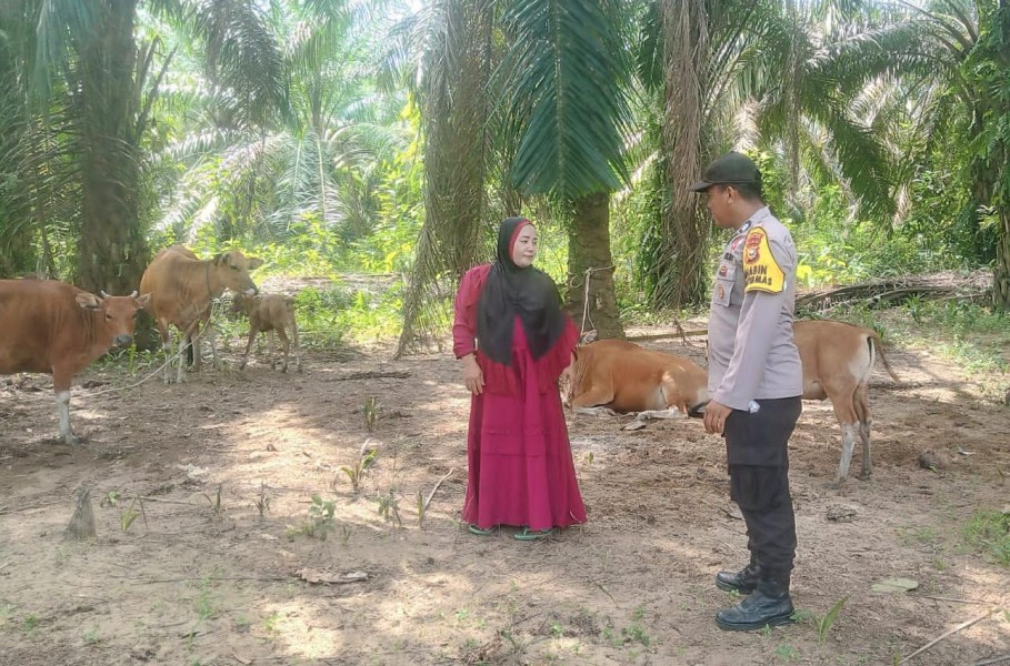 Bhabinkamtibmas Polsek Kuala Cenaku Sambangi Peternak Sapi di Teluk Sungkai, Jaga Populasi Ternak Produktif