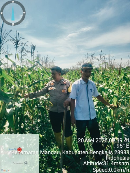 Polsek Mandau Tinjau Persiapan Panen Raya Jagung  Program Gerakan penanaman jagung