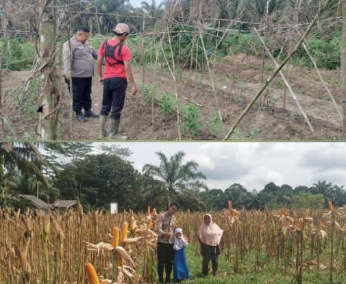 Dukung Ketahanan Pangan, Polres Inhu Dampingi Warga Kembangkan Lahan Pekarangan dan Jagung Pipil