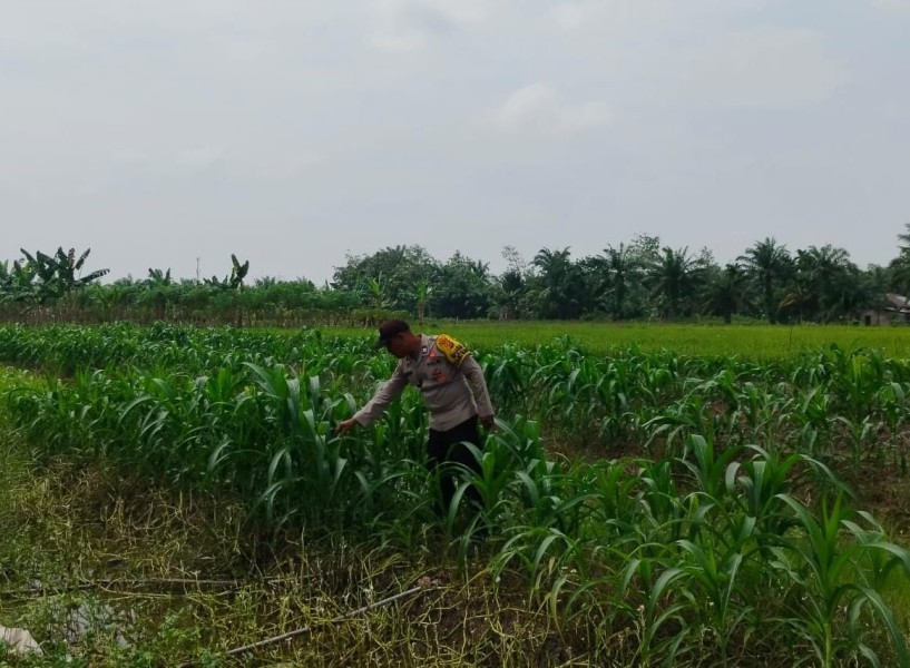 Polsek Kuala Cenaku Kawal Ketahanan Pangan, Pantau Jagung Pipil 0,5 Ha di Tanjung Sari