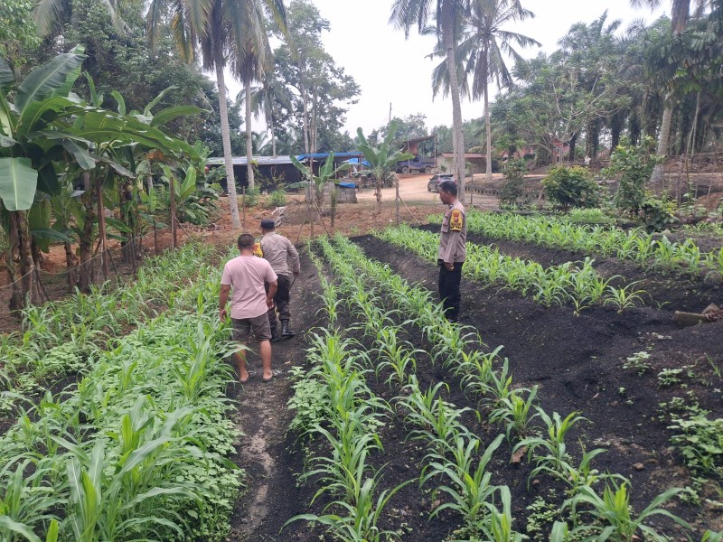 Bersama Kelompok Tani, Polsek Lirik Dorong Produktivitas Jagung Pipil di Lirik