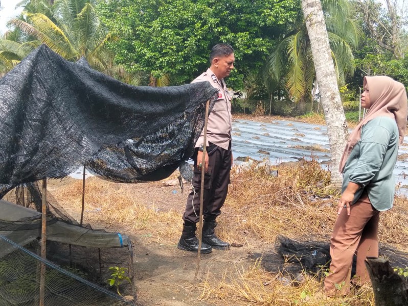 Dukung Swasembada Pangan, Polres Inhu Monitoring 2.000 Batang Cabai di Pekarangan Warga Desa Sungai Baung