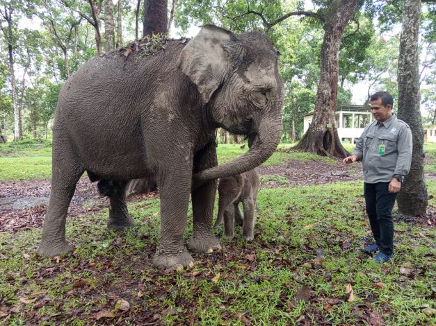 Kabar Gembira, Bayi Gajah Lahir di TWA Buluh Cina