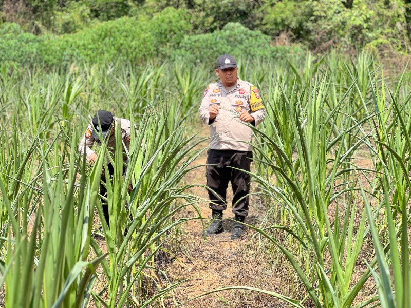 Polsek Lirik Cek Jagung Pipil 50 HST di Lahan Pinjam Pakai PT Pertamina EP