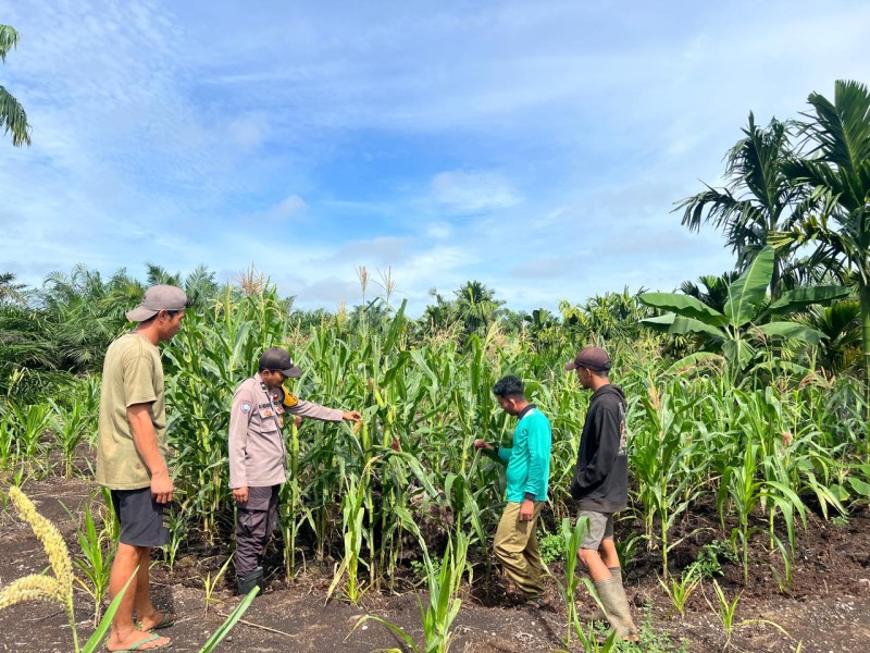 “Satu Bulan Lagi Kita Kembali!” Kapolsek GAS Siapkan Panen Jagung Rambaian