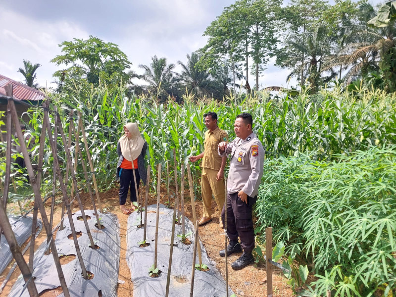 Dukung Program Asta Cita Presiden, Polsek Batang Cenaku Tanam Jagung di Pekarangan