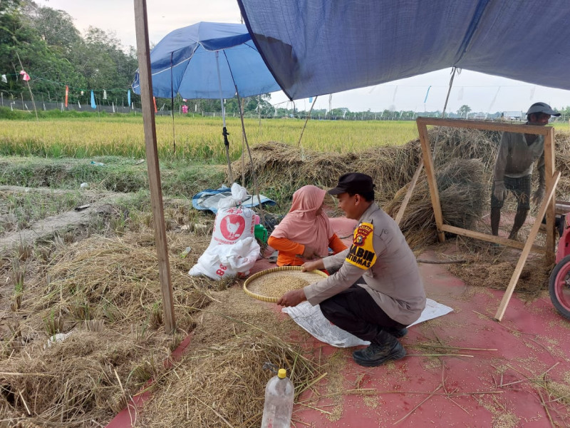 Bhabinkamtibmas Bantu Petani Pisahkan Padi dari Tangkai dan Sampaikan Pesan Pilkada Damai