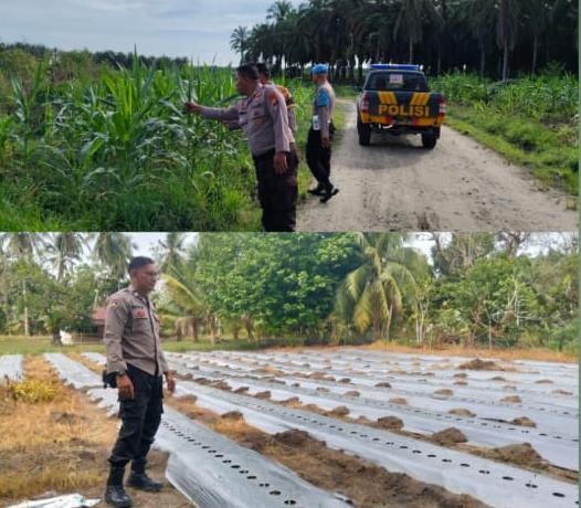 Target Swasembada Pangan Polres Inhu, Dari Jagung Pipil Hingga Pekarangan
