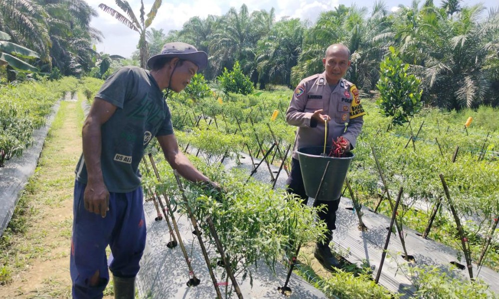 Dukung Ketahanan Pangan Nasional, Polsek Kuala Cenaku Edukasi Warga Manfaatkan Lahan Produktif