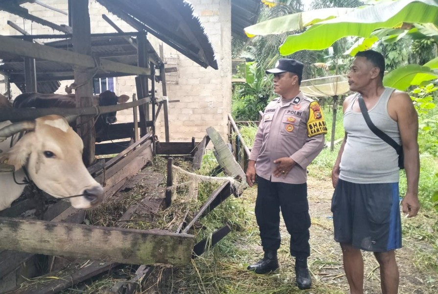 Bhabinkamtibmas Sukajadi Dampingi Peternak Sapi, Dorong Ketahanan Pangan